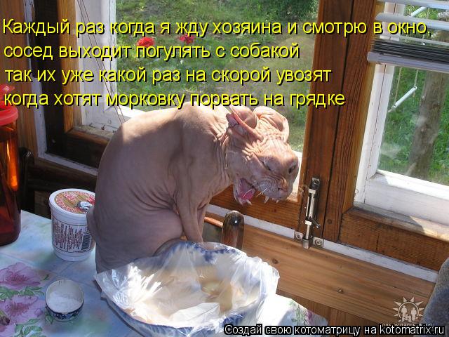 Котоматрица: Каждый раз когда я жду хозяина и смотрю в окно , сосед выходит погулять с собакой так их уже какой раз на скорой увозят когда хотят морковку 