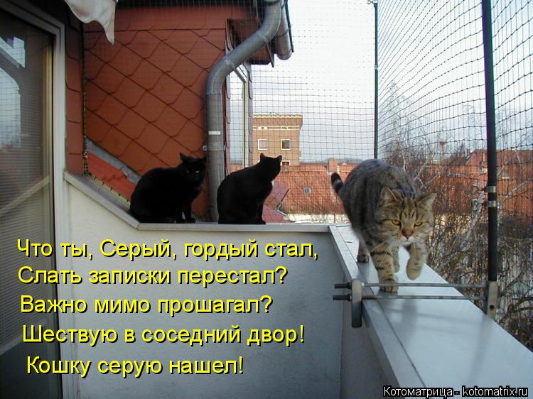Котоматрица: Что ты, Серый, гордый стал, Слать записки перестал? Важно мимо прошагал? Шествую в соседний двор! Кошку серую нашел!