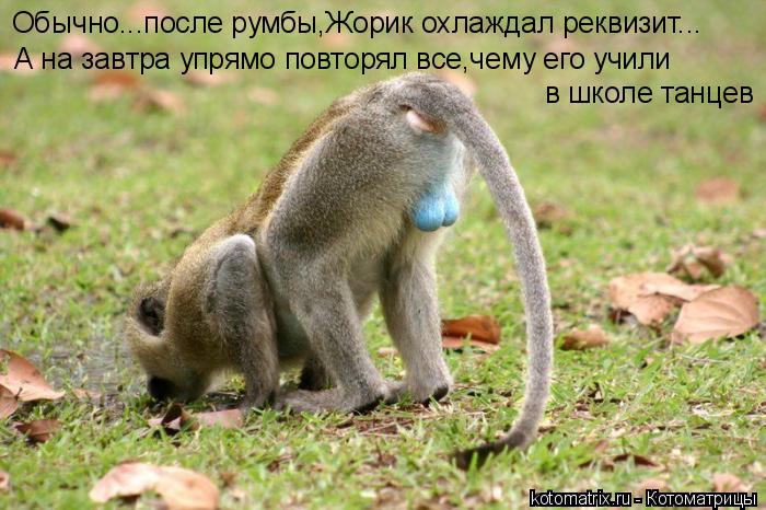 Котоматрица: Обычно...после румбы,Жорик охлаждал реквизит... А на завтра упрямо повторял все,чему его учили в школе танцев