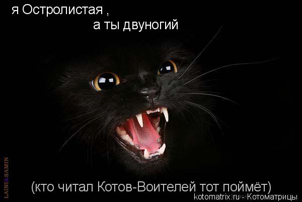 я Остролистая , а ты двуногий (кто читал Котов-Воителей тот поймёт)... Котоматрица: я Остролистая , а ты двуногий (кто читал Котов-Воителей тот поймёт)