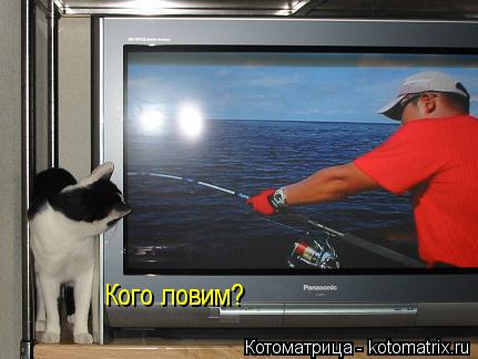 Котоматрица: Кого ловим?
