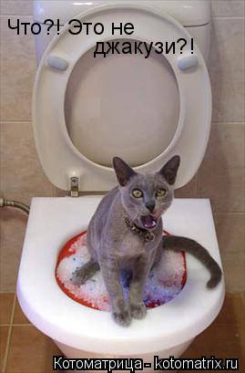 Котоматрица: Что?! Это не джакузи?!