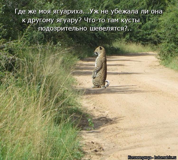Котоматрица: Где же моя ягуариха...Уж не убежала ли она к другому ягуару? Что-то там кусты  подозрительно шевелятся?..