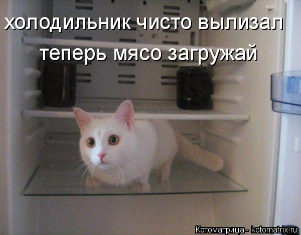 Котоматрица: холодильник чисто вылизал теперь мясо загружай