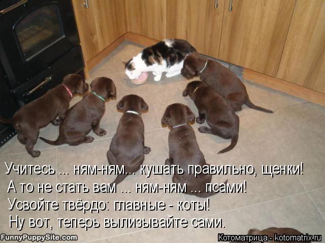 Котоматрица: Учитесь ... ням-ням... кушать правильно, щенки! А то не стать вам ... ням-ням ... псами! Усвойте твёрдо: главные - коты! Ну вот, теперь вылизывайте са
