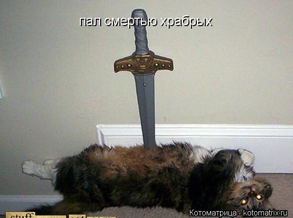 Котоматрица: пал смертью храбрых