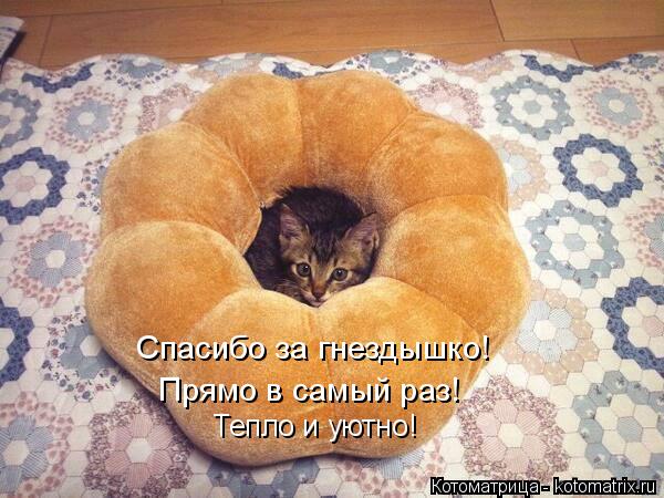 Котоматрица: Спасибо за гнездышко! Прямо в самый раз! Тепло и уютно!