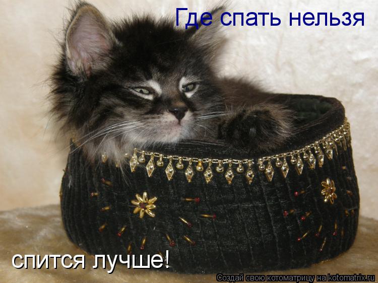 Котоматрица: Где спать нельзя спится лучше!