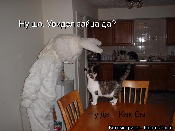 Котоматрица: Ну шо. Увидел зайца да? Ну да... Как-бы