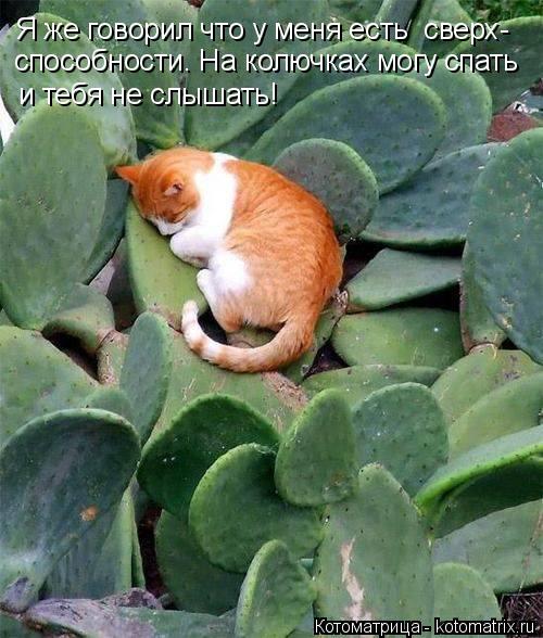 Котоматрица: Я же говорил что у меня есть  сверх- способности. На колючках могу спать и тебя не слышать!
