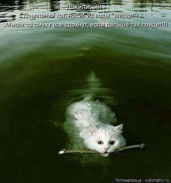 Котоматрица: Дожились!!! Домашний кот, носит из воды "аппорт"! Мыши со смеху все сдохнут, если дальше так пойдет!!!
