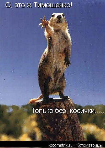 Котоматрица: О, это ж Тимошенко!  Только без  косички.....