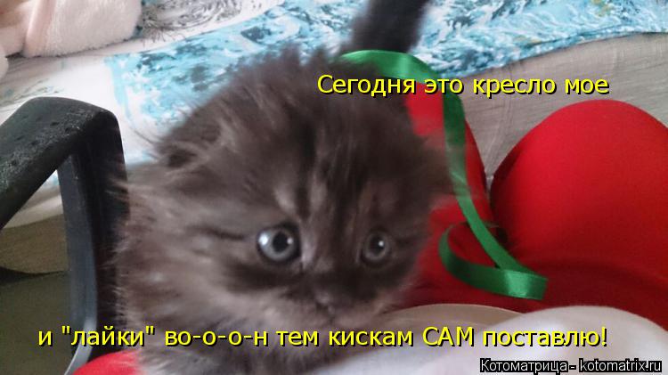 Котоматрица: Сегодня это кресло мое  и "лайки" во-о-о-н тем кискам САМ поставлю!