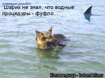 Котоматрица: Шарик не знал, что водные процедуры - фуфло...