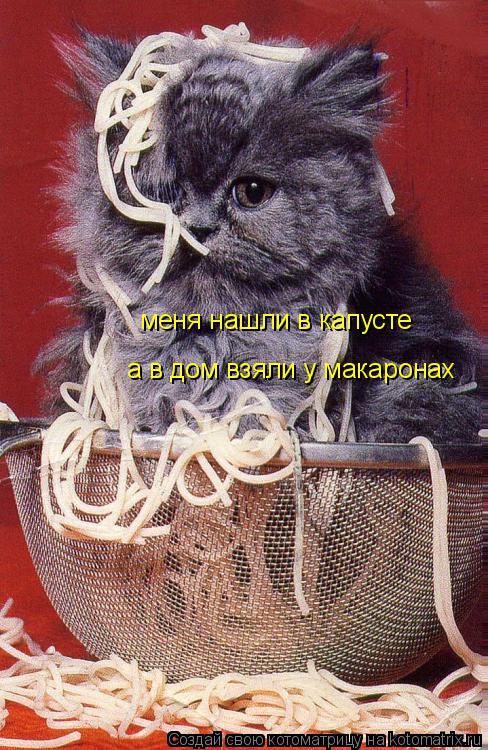 Котоматрица: меня нашли в капусте  а в дом взяли у макаронах
