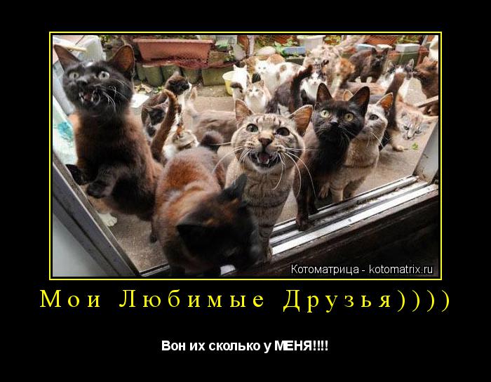 Котоматрица: Мои Любимые Друзья)))) Вон их сколько у МЕНЯ!!!!