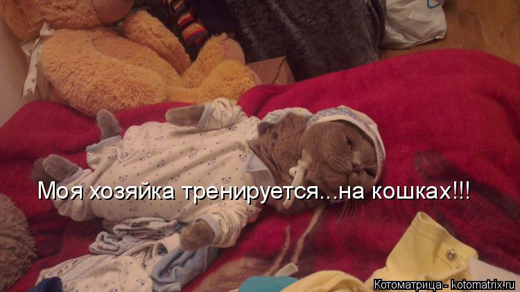 Моя хозяйка тренируется...на кошках!!!... Котоматрица: Моя хозяйка тренируется...на кошках!!!