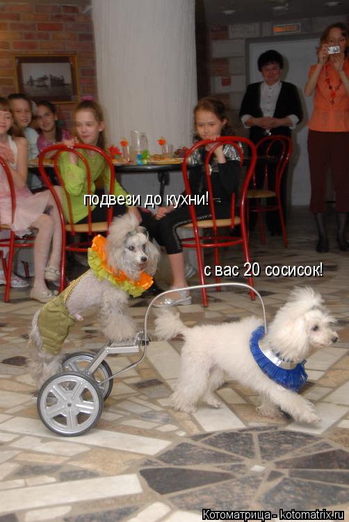 подвези до кухни! с вас 20 сосисок!... Котоматрица: подвези до кухни! с вас 20 сосисок!