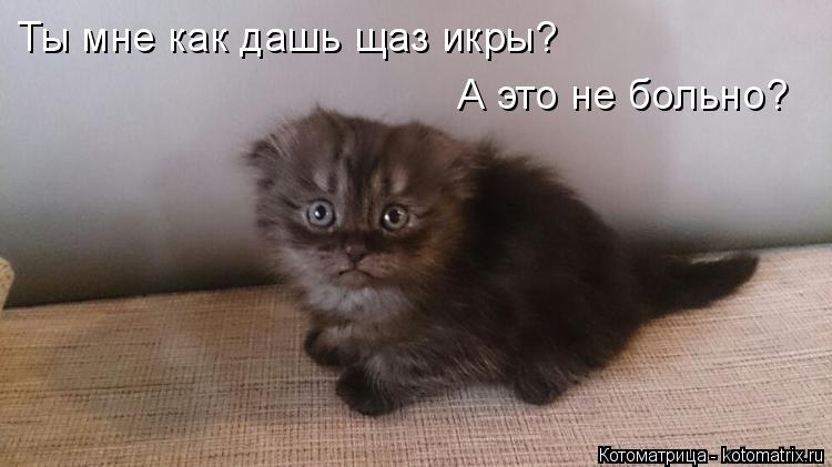 Ты мне как дашь щаз икры? А это не больно?... Котоматрица: Ты мне как дашь щаз икры? А это не больно?