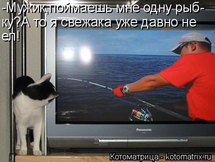 -Мужик,поймаешь мне одну рыб- ку?А то я свежака уже давно не ел!... Котоматрица: -Мужик,поймаешь мне одну рыб- ку?А то я свежака уже давно не ел!