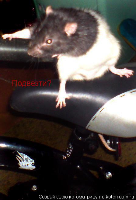 Котоматрица: Подвезти?