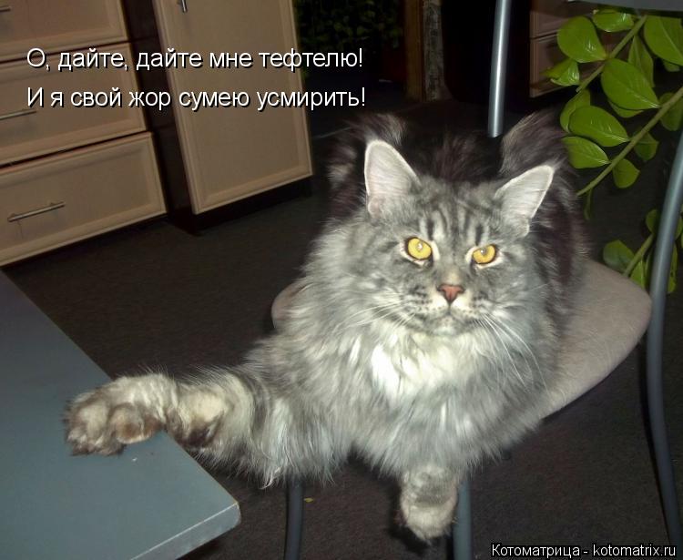 Котоматрица: О, дайте, дайте мне тефтелю!  И я свой жор сумею усмирить!