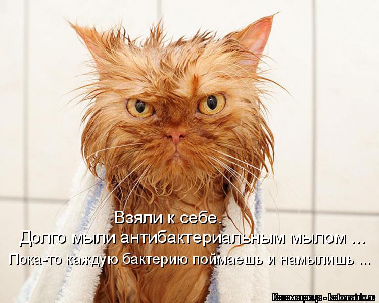 Котоматрица: Взяли к себе.  Долго мыли антибактериальным мылом ... Пока-то каждую бактерию поймаешь и намылишь ...