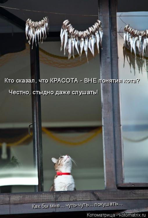 Кто сказал, что КРАСОТА - ВНЕ понятия кота? Честно, стыдно даже слушать! Как бы мне... чуть-чуть... п... Котоматрица: Кто сказал, что КРАСОТА - ВНЕ понятия кота? Честно, стыдно даже слушать! Как бы мне... чуть-чуть... покушать...
