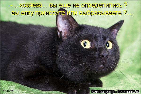 - .. хозяева... вы еще не определились ? вы елку приносите или выбрасываете ?....... Котоматрица: - .. хозяева... вы еще не определились ? вы елку приносите или выбрасываете ?....