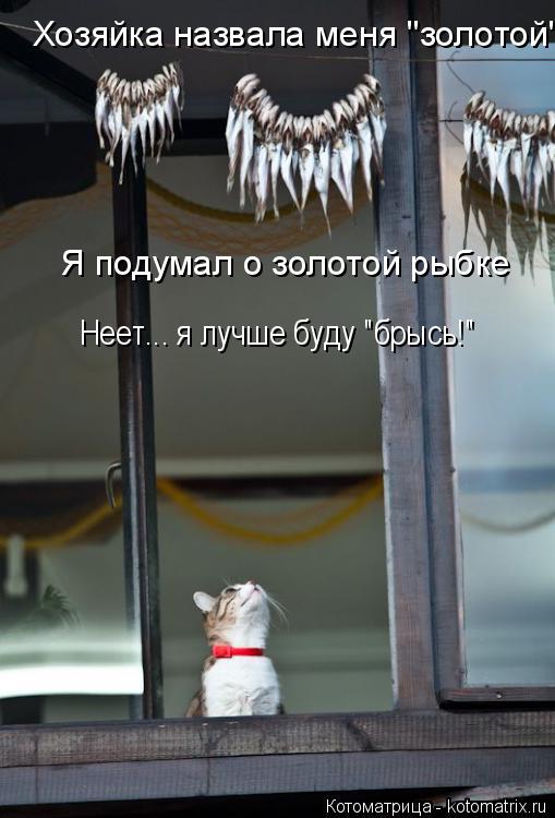 Хозяйка назвала меня "золотой" Я подумал о золотой рыбке Неет... я лучше буду "брысь!"... Котоматрица: Хозяйка назвала меня "золотой" Я подумал о золотой рыбке Неет... я лучше буду "брысь!"