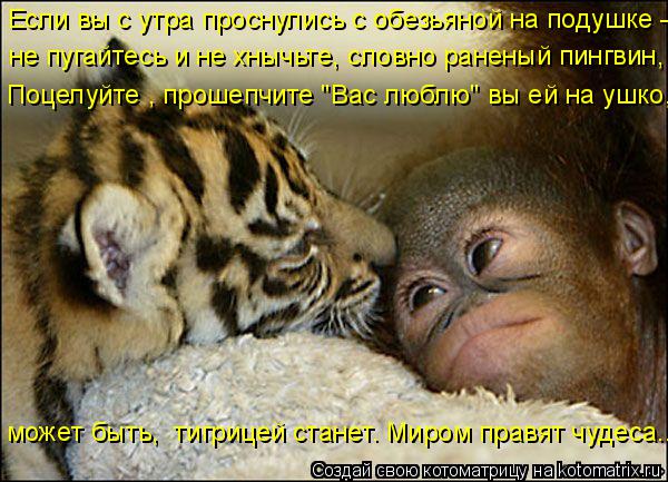 Если вы с утра проснулись с обезьяной на подушке - Поцелуйте , прошепчите "Вас люблю" вы ей на ушко,... Котоматрица: Если вы с утра проснулись с обезьяной на подушке - Поцелуйте , прошепчите "Вас люблю" вы ей на ушко, не пугайтесь и не хнычьте, словно раненый