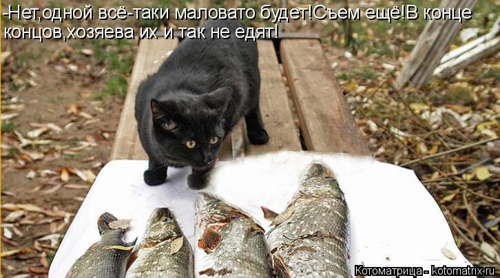 -Нет,одной всё-таки маловато будет!Съем ещё!В конце концов,хозяева их и так не едят!... Котоматрица: -Нет,одной всё-таки маловато будет!Съем ещё!В конце концов,хозяева их и так не едят!