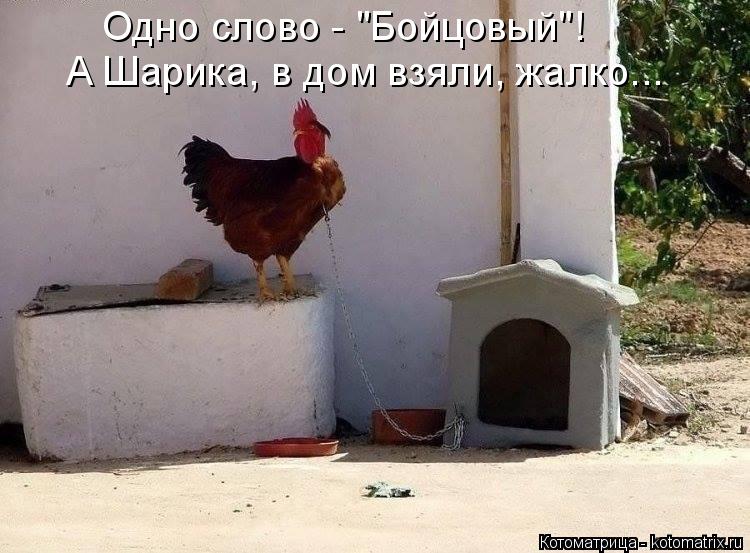 Котоматрица: Одно слово - "Бойцовый"! А Шарика, в дом взяли, жалко...