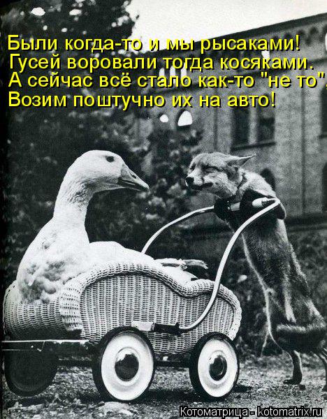 Котоматрица: А сейчас всё стало как-то "не то", Возим поштучно их на авто! Были когда-то и мы рысаками! Гусей воровали тогда косяками.