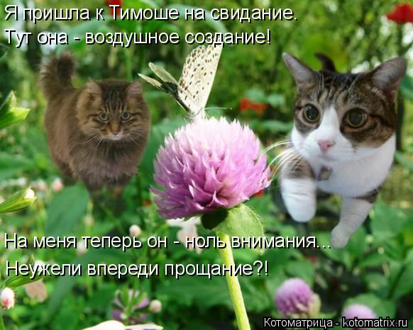 Котоматрица: На меня теперь он - ноль внимания... Неужели впереди прощание?! Я пришла к Тимоше на свидание. Тут она - воздушное создание!