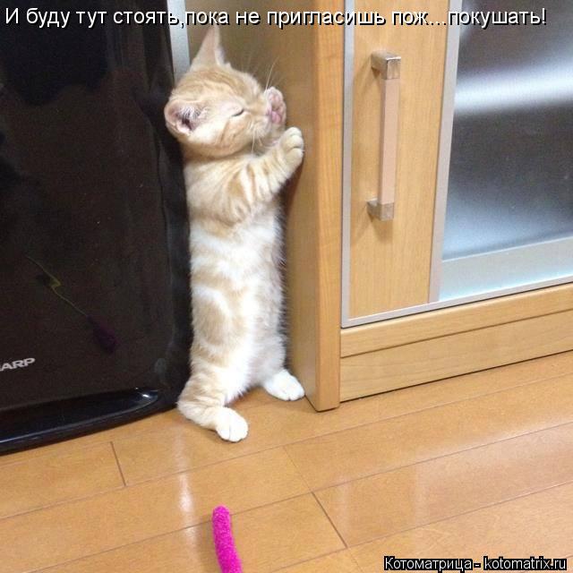 Котоматрица: И буду тут стоять,пока не пригласишь пож...покушать!