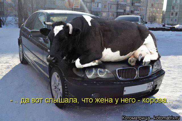 - .. да вот слышала, что жена у него - корова...... Котоматрица: - .. да вот слышала, что жена у него - корова...
