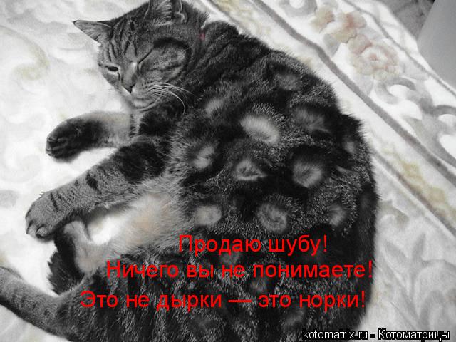 Продаю шубу! Ничего вы не понимаете! Это не дырки — это норки!... Котоматрица: Продаю шубу! Ничего вы не понимаете! Это не дырки — это норки!