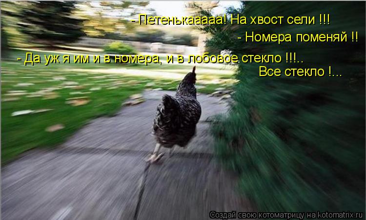 - Петенькааааа! На хвост сели !!! - Номера поменяй !! - Да уж я им и в номера, и в лобовое стекло !!!... Котоматрица: - Петенькааааа! На хвост сели !!! - Номера поменяй !! - Да уж я им и в номера, и в лобовое стекло !!!.. Все стекло !...