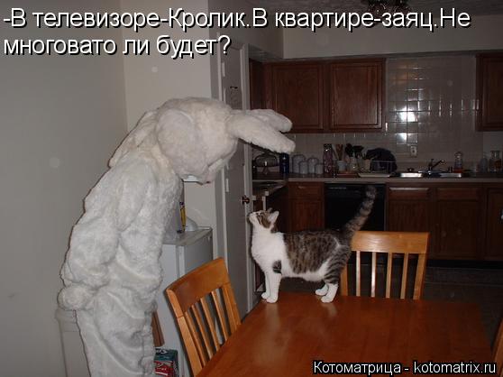 -В телевизоре-Кролик.В квартире-заяц.Не многовато ли будет?... Котоматрица: -В телевизоре-Кролик.В квартире-заяц.Не многовато ли будет?