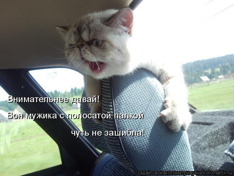 Внимательнее давай! Вон мужика с полосатой палкой чуть не зашибла!... Котоматрица: Внимательнее давай! Вон мужика с полосатой палкой чуть не зашибла!