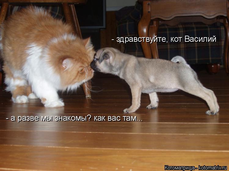 - здравствуйте, кот Василий - а разве мы знакомы? как вас там...... Котоматрица: - здравствуйте, кот Василий - а разве мы знакомы? как вас там...