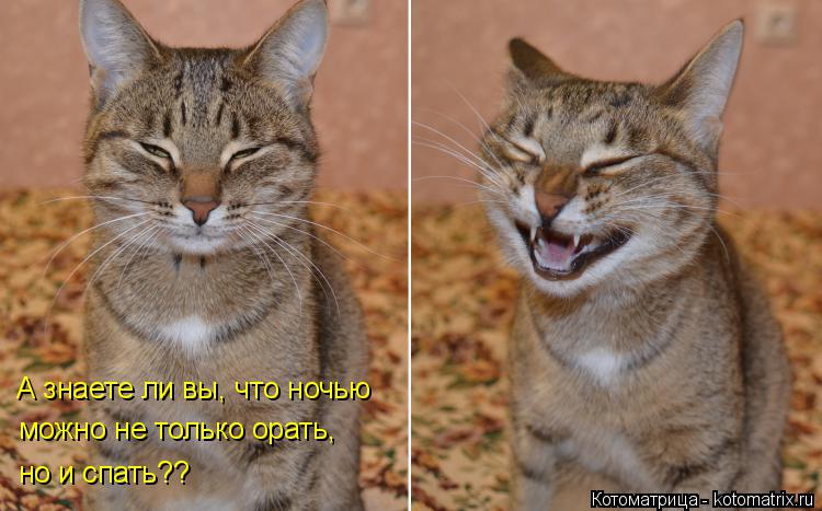 Котоматрица: А знаете ли вы, что ночью можно не только орать, но и спать??