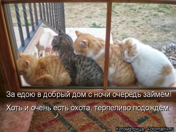 За едою в добрый дом с ночи очередь займём! Хоть и очень есть охота, терпеливо подождём.... Котоматрица: За едою в добрый дом с ночи очередь займём! Хоть и очень есть охота, терпеливо подождём.