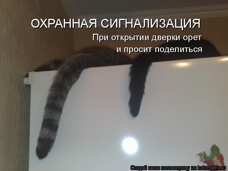 Котоматрица: ОХРАННАЯ СИГНАЛИЗАЦИЯ При открытии дверки орет  и просит поделиться