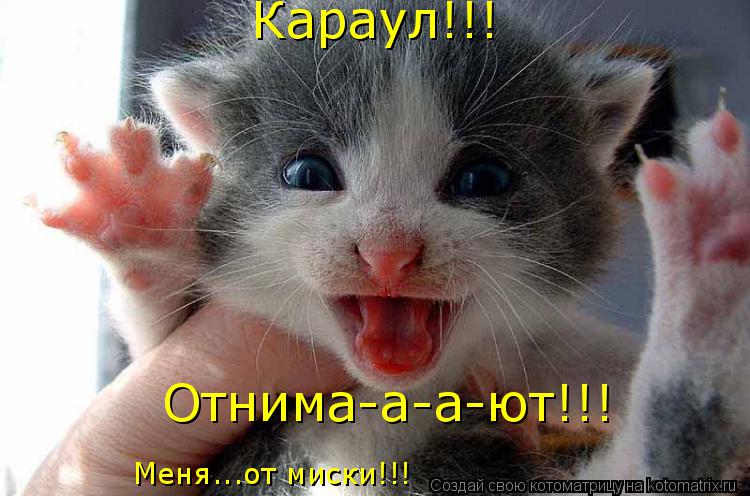 Караул!!! Отнима-а-а-ют!!! Меня...от миски!!!... Котоматрица: Караул!!! Отнима-а-а-ют!!! Меня...от миски!!!