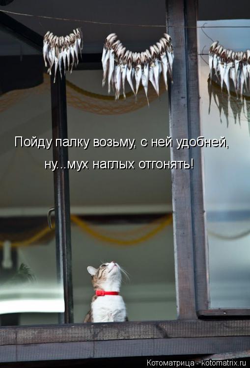 Котоматрица: Пойду палку возьму, с ней удобней, ну...мух наглых отгонять!