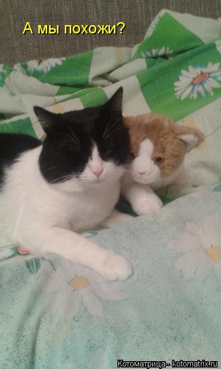 Котоматрица: А мы похожи?