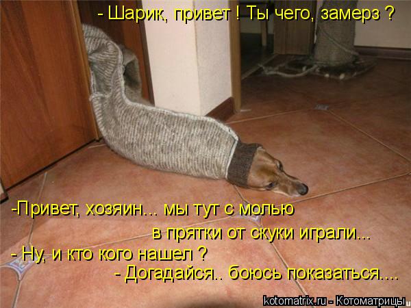 - Шарик, привет ! Ты чего, замерз ? в прятки от скуки играли... - Ну, и кто кого нашел ? -Привет, хоз... Котоматрица: - Шарик, привет ! Ты чего, замерз ? в прятки от скуки играли... - Ну, и кто кого нашел ? -Привет, хозяин... мы тут с молью - Догадайся.. боюсь показать