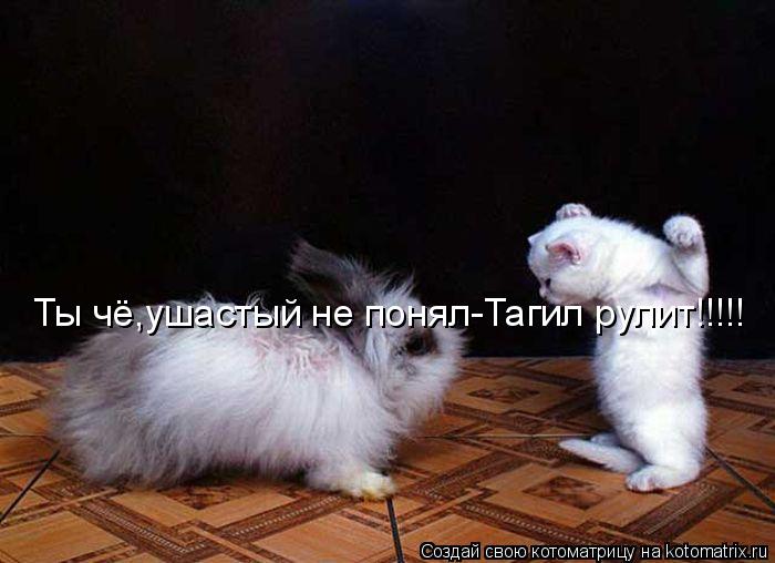Ты чё,ушастый не понял-Тагил рулит!!!!!... Котоматрица: Ты чё,ушастый не понял-Тагил рулит!!!!!